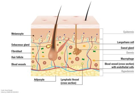 dermis layer lab results